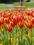 FZ005173 Red and orange tulips in Dyffryn Gardens.jpg